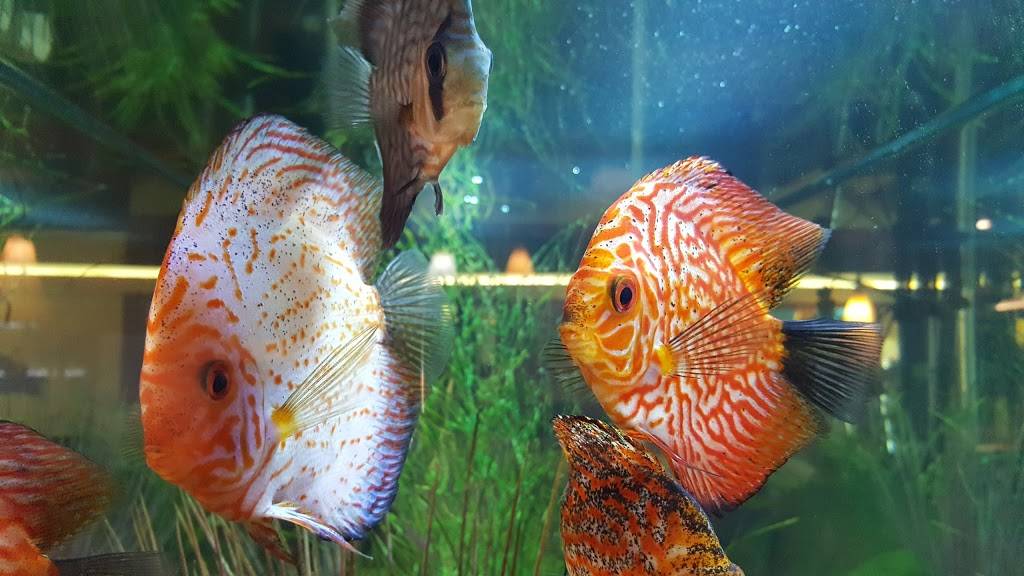 Saps Fine Thai Cuisine | restaurant | 5800 Burnet Rd, Austin, TX 78756, USA | 5124197244 OR +1 512-419-7244