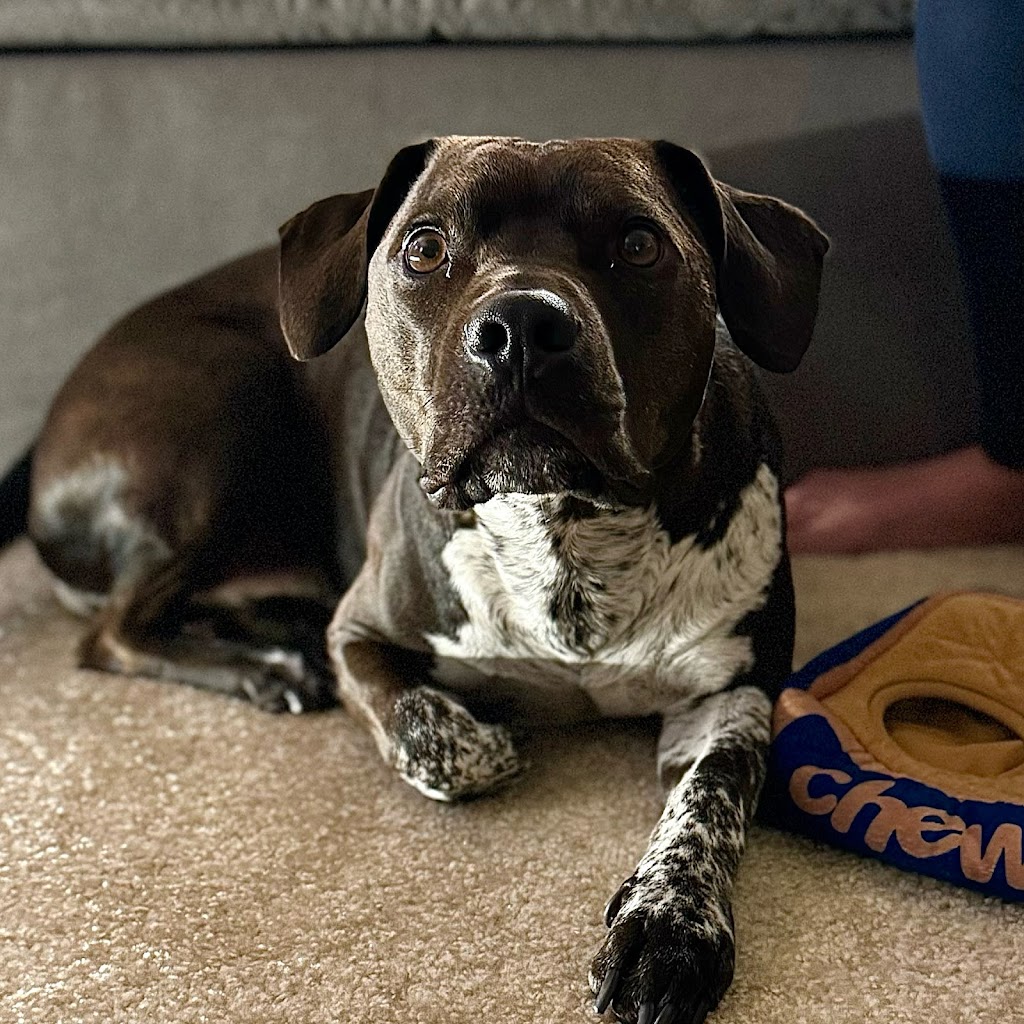 Pet SAV | restaurant | 954 N Tustin St, Orange, CA 92867, USA | 9493061630 OR +1 949-306-1630