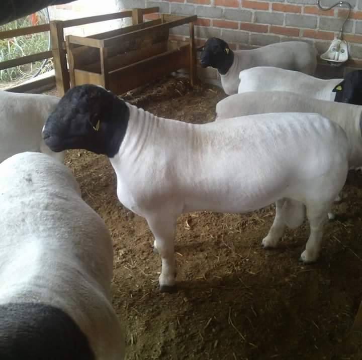 Plaza Mariachi | restaurant | 326 S College Rd, Wilmington, NC 28403, USA | 9103136894 OR +1 910-313-6894