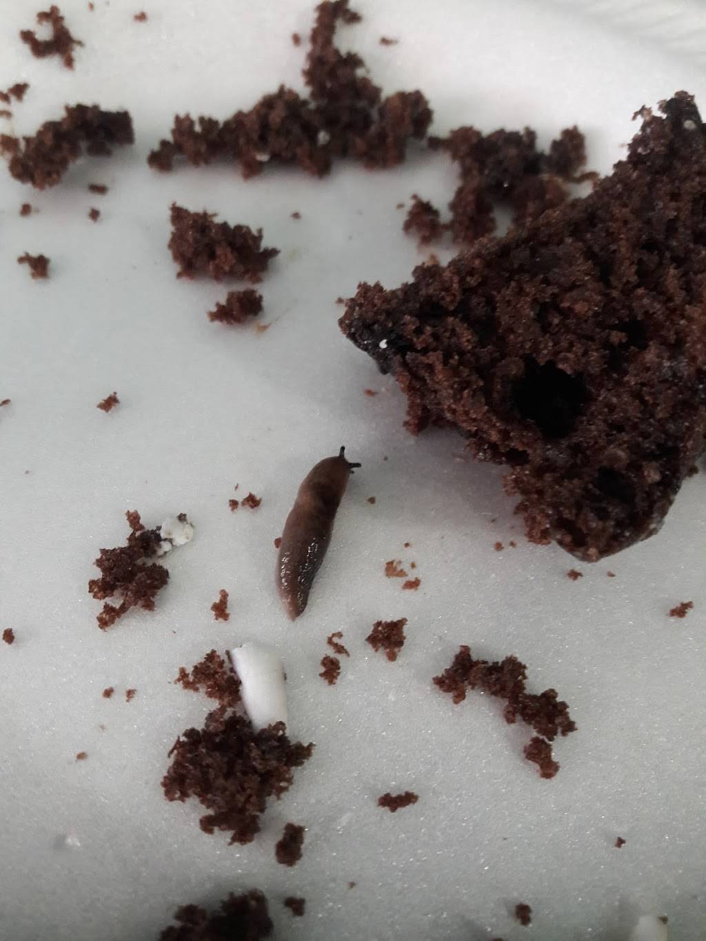 KFC | restaurant | 4335 City Centre Blvd, Firestone, CO 80504, USA | 3037723660 OR +1 303-772-3660