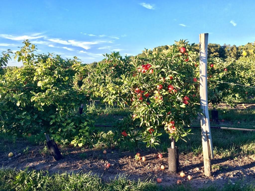 The Lookout Taproom | restaurant | 89 Pleasant St S, Natick, MA 01760, USA | 5086531178 OR +1 508-653-1178
