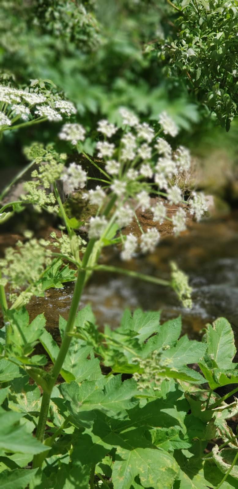 Joes Famous Deli | restaurant | 288 Bridge St, Vail, CO 81657, USA | 9704797580 OR +1 970-479-7580