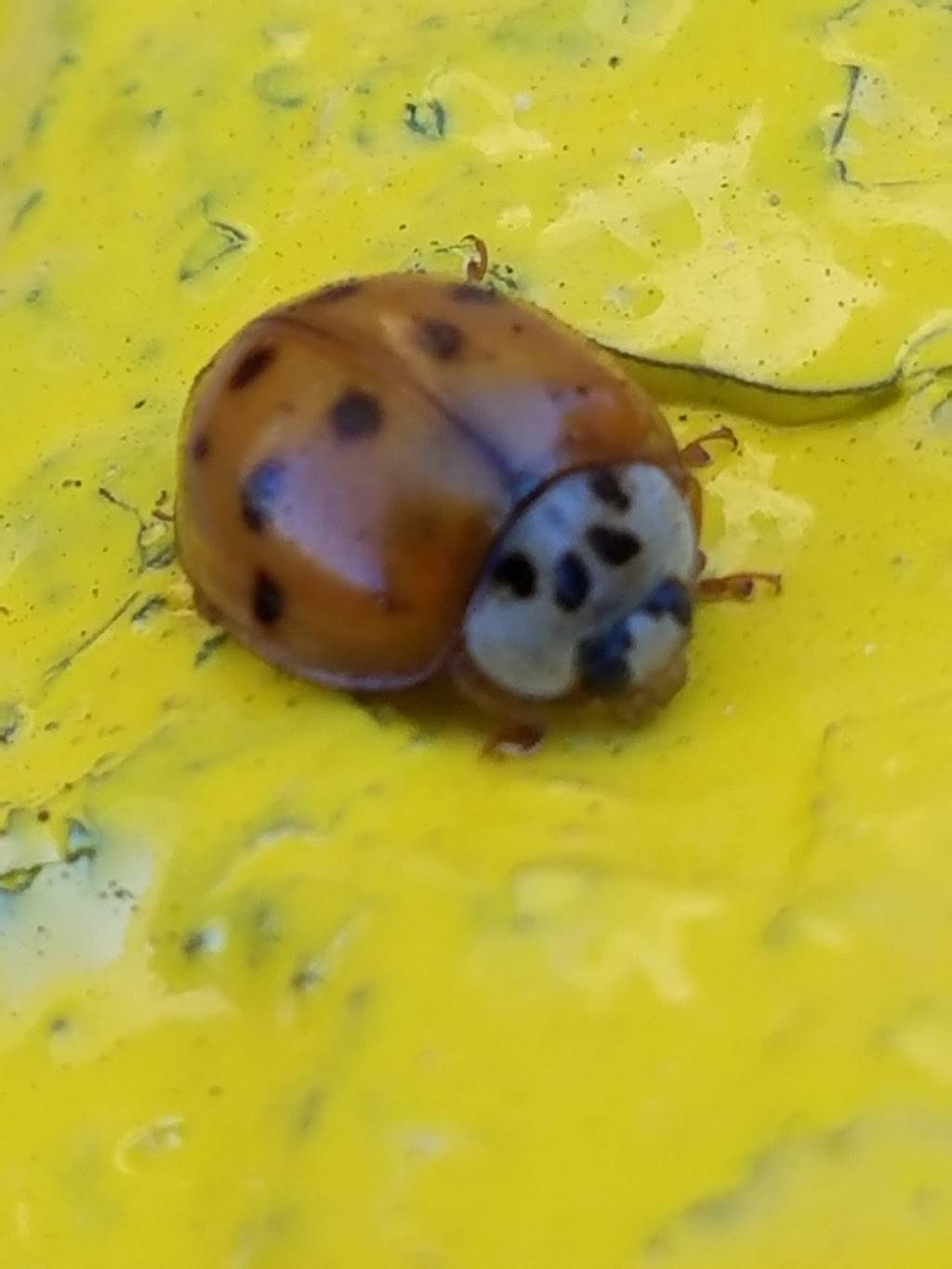 Subway | restaurant | 222 E Witherspoon St #501, Louisville, KY 40202, USA | 5023840092 OR +1 502-384-0092