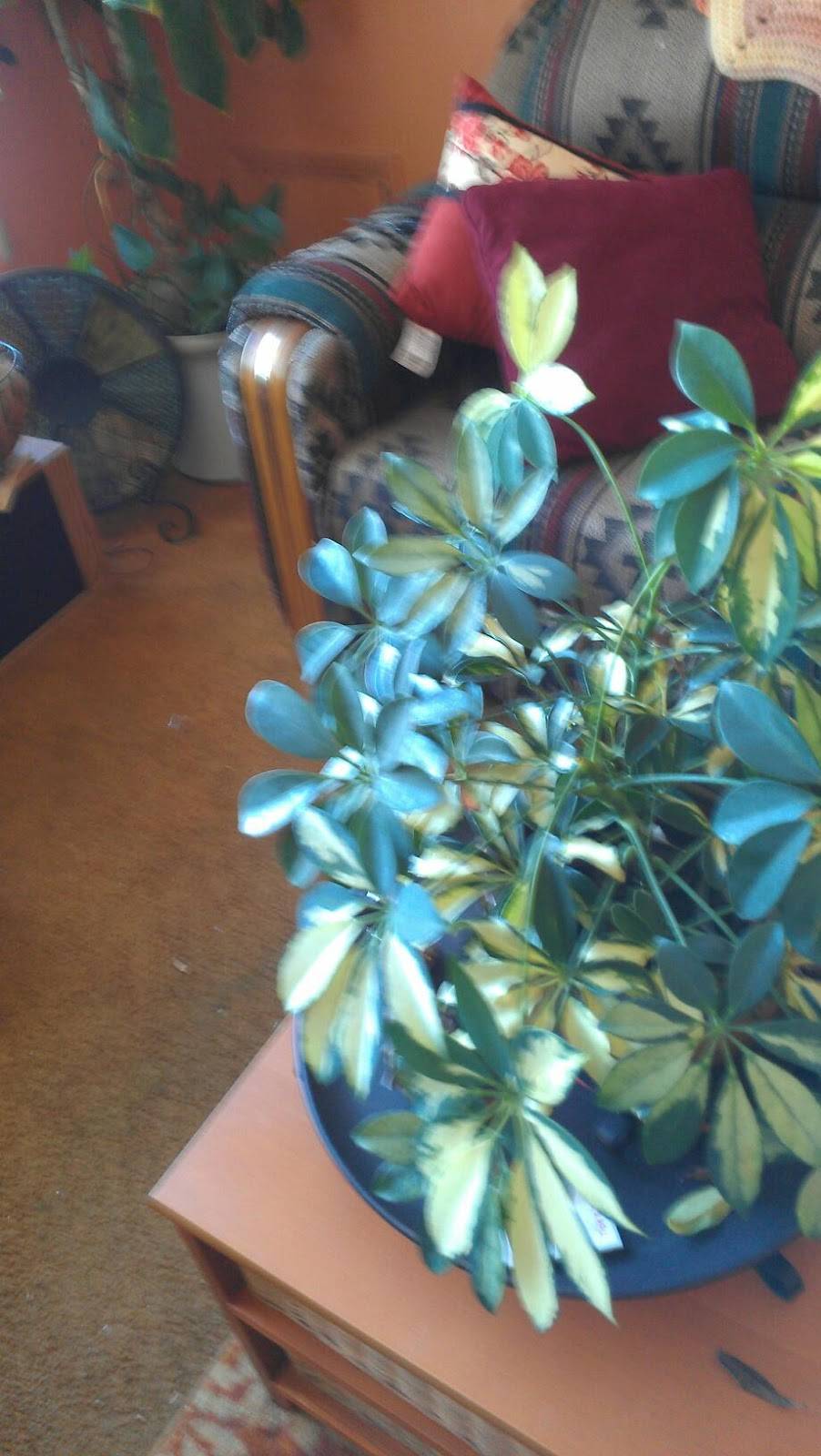 Cafe Creole Baldwin Hills | restaurant | 3650 W Martin Luther King Jr, Los Angeles, CA 90008, USA | 3233898355 OR +1 323-389-8355