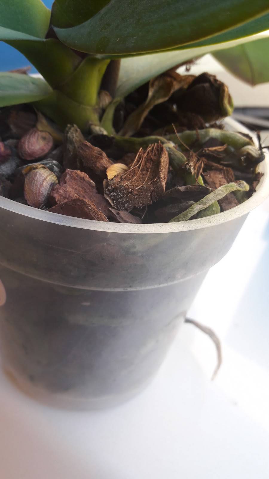 Baja Wings | restaurant | Blvd. Gral. Juan Zertuche 721, Valle Dorado, 22890 Ensenada, B.C., Mexico | 016461211654 OR +52 646 121 1654