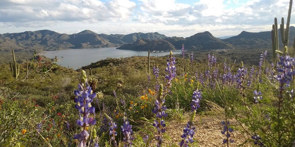 Bartlett Lake Marina | restaurant | 20808 E Bartlett Dam Rd, Rio Verde, AZ 85263, USA | 4802210503 OR +1 480-221-0503