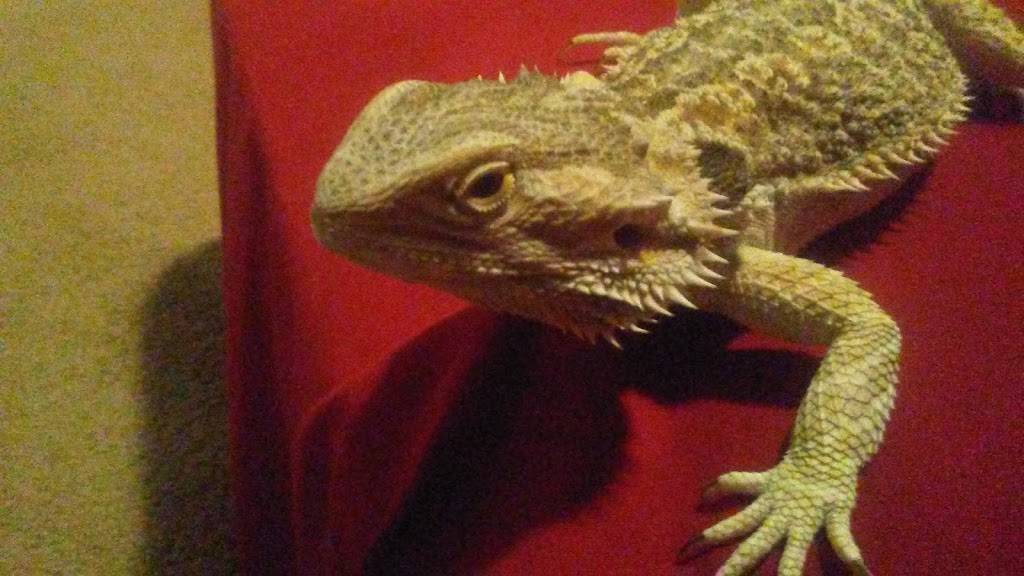 Beijin Palace | restaurant | 108 E Ferry St, Berrien Springs, MI 49103, USA | 2694711297 OR +1 269-471-1297