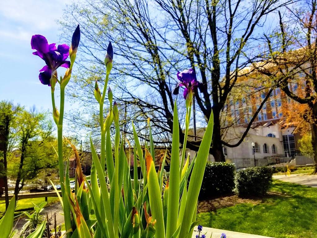 UTK Southern Kitchen | restaurant | 1525 White Ave, Knoxville, TN 37916, USA | 8659744111 OR +1 865-974-4111