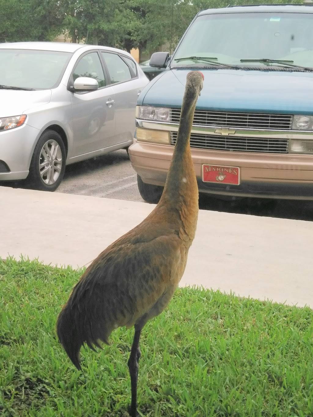 Burger King | restaurant | 1545 Nw St Lucie W Blvd, Port St. Lucie, FL 34986, USA | 7728796008 OR +1 772-879-6008