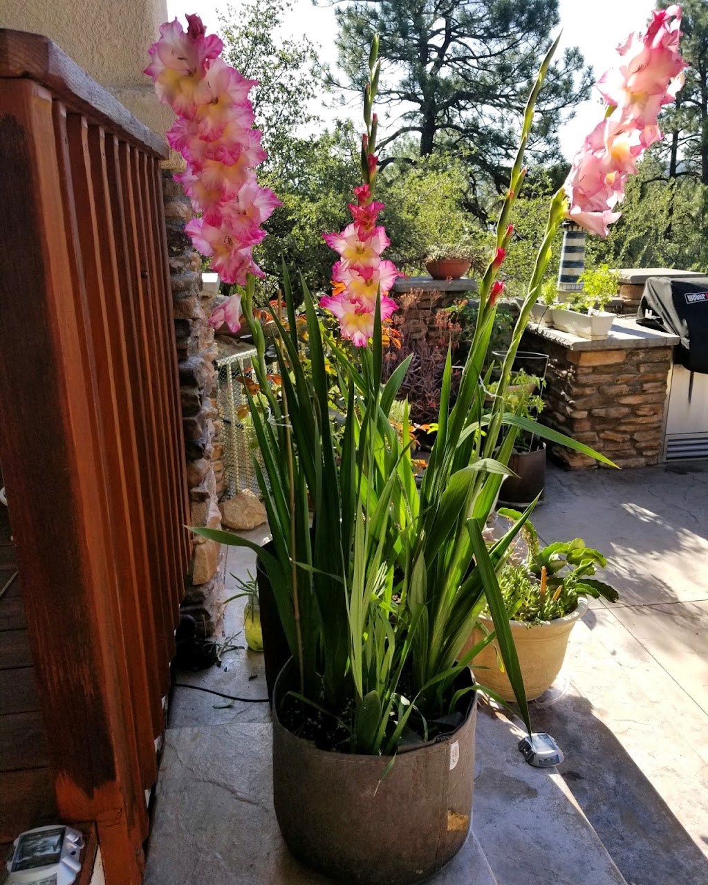 Urban Hills Grow Bag Gardens | restaurant | 557 E Parkview Dr, Gilbert, AZ 85295, USA | 4804867380 OR +1 480-486-7380