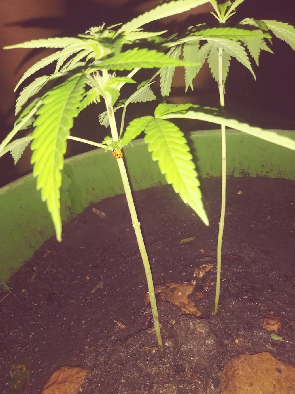 Freds Fish Fry | restaurant | 1406 Bandera Rd, San Antonio, TX 78228, USA | 2104326220 OR +1 210-432-6220