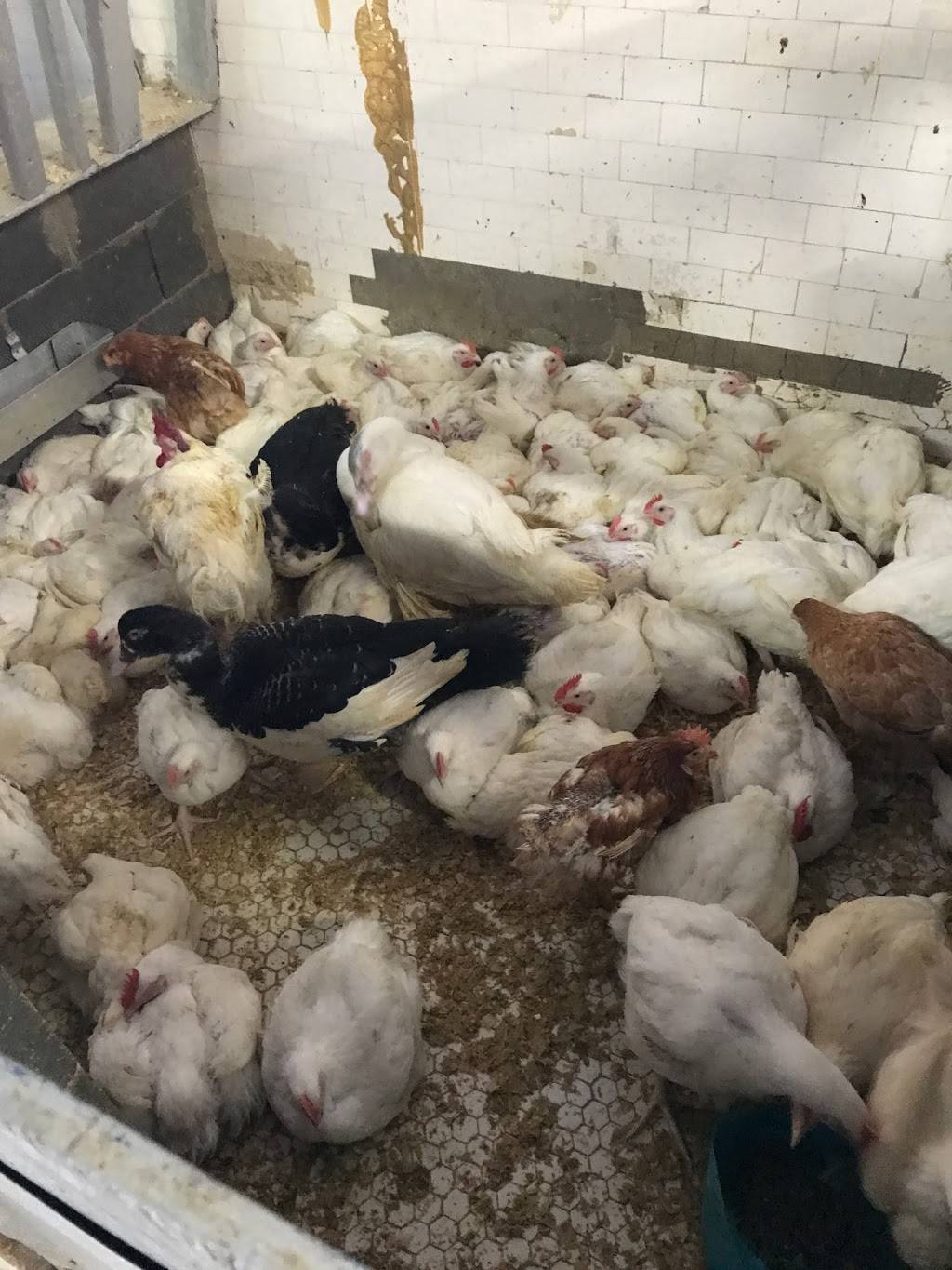 Abes Live Poultry | restaurant | 431 15th Ave, Newark, NJ 07103, USA | 9736425591 OR +1 973-642-5591