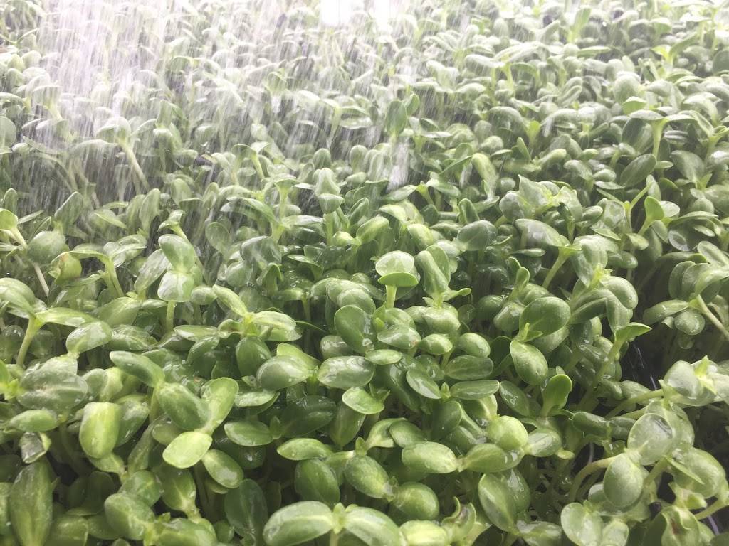 Vegan Farmacy | restaurant | 3475 S, US-1, Fort Pierce, FL 34982, USA | 7728283403 OR +1 772-828-3403