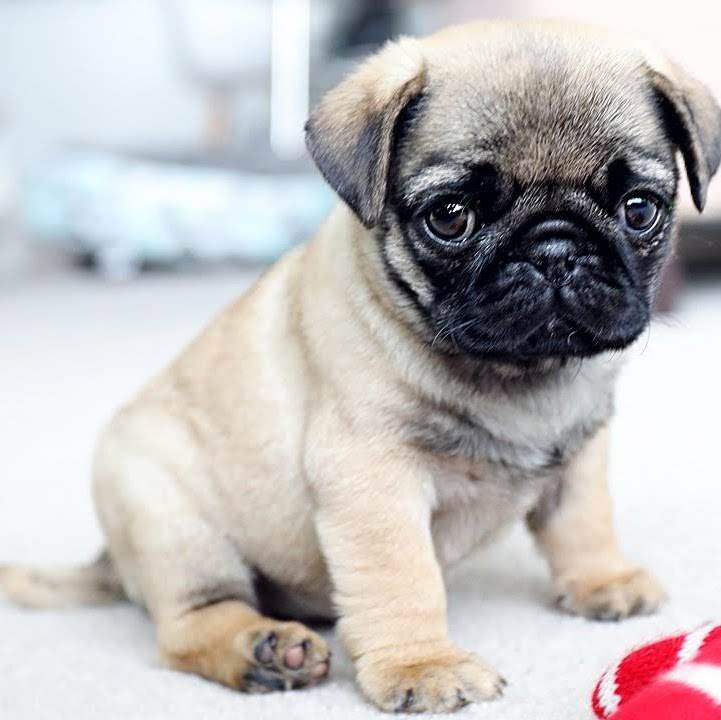 Tokyo Japanese Restaurant | restaurant | 1000 Hylan Dr, Rochester, NY 14623, USA | 5854244166 OR +1 585-424-4166