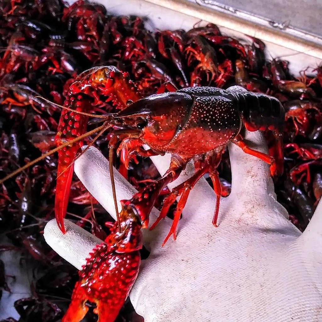 Red Tailz Woodville | restaurant | 307 N Magnolia St, Woodville, TX 75979, United States | 4092240627 OR +1 409-224-0627