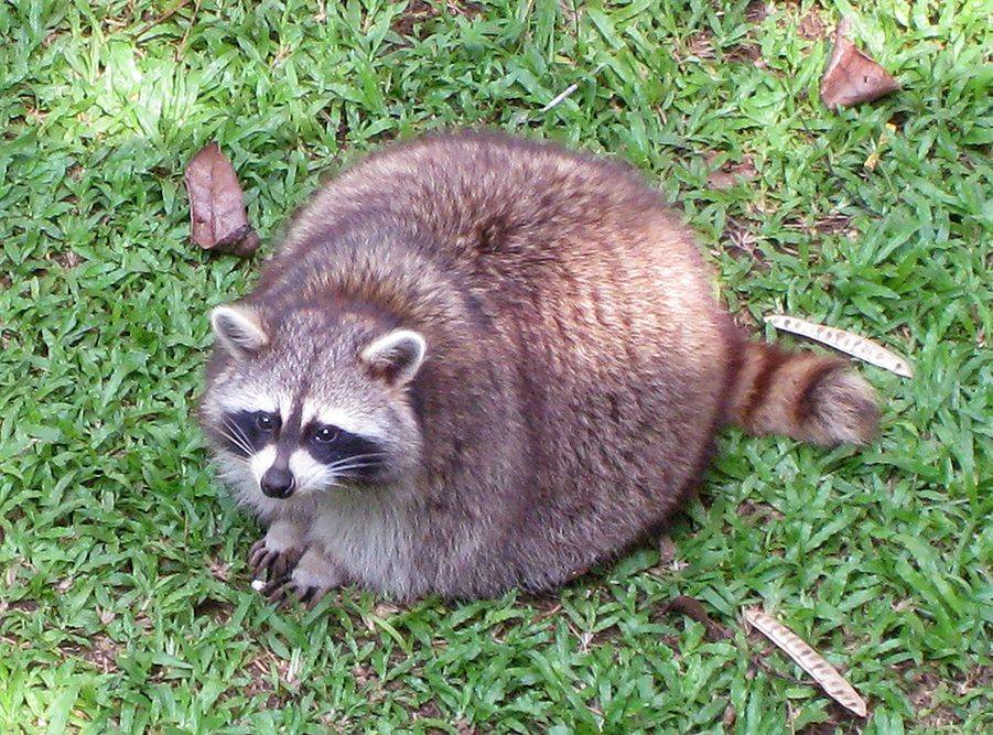 Raccoons Galore | restaurant | 7016 NE 61st Ave, Vancouver, WA 98661, USA | 3602169862 OR +1 360-216-9862