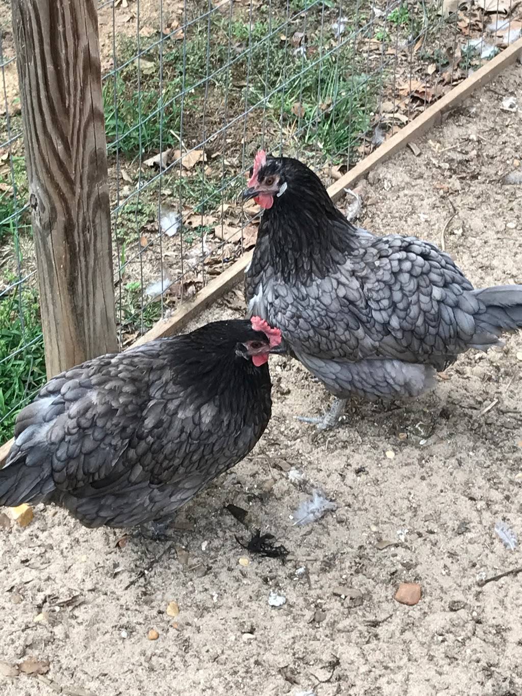 Bresse Farms | restaurant | 1953 MS-345, Pontotoc, MS 38863, USA | 6628715789 OR +1 662-871-5789