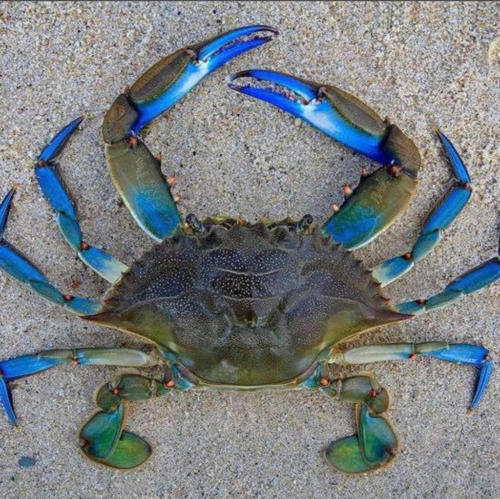 Favor Flavor Seafood Restaurant | restaurant | 2005 W Jordan St, Pensacola, FL 32501, USA | 8502850748 OR +1 850-285-0748