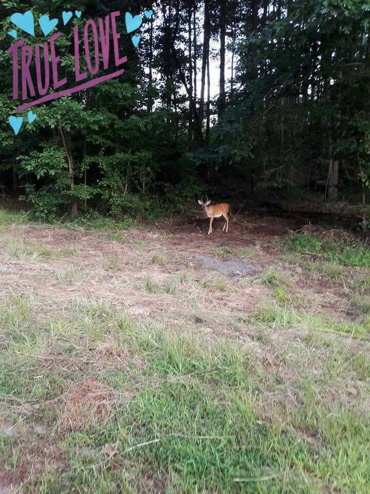 Ichiban | restaurant | 6910 Fayetteville Rd #242, Durham, NC 27713, USA | 9195933099 OR +1 919-593-3099