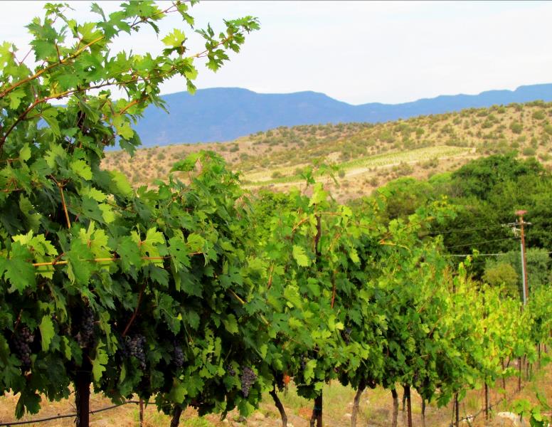 Javelina Leap Vineyard, Winery & Bistro | restaurant | 1565 N Page Springs Rd, Cornville, AZ 86325, USA | 9286492681 OR +1 928-649-2681