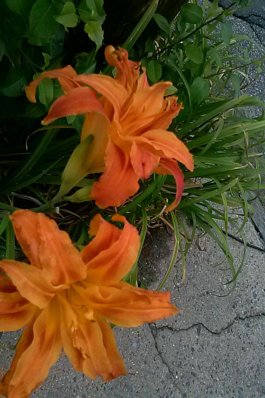 Best | restaurant | 32 W 1st St, Mt Vernon, NY 10550, USA | 9146685525 OR +1 914-668-5525