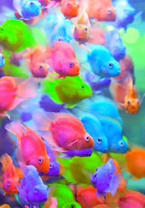 Sahara Restaurant | restaurant | 6528 Woodland Ave, Philadelphia, PA 19142, USA | 2157270812 OR +1 215-727-0812