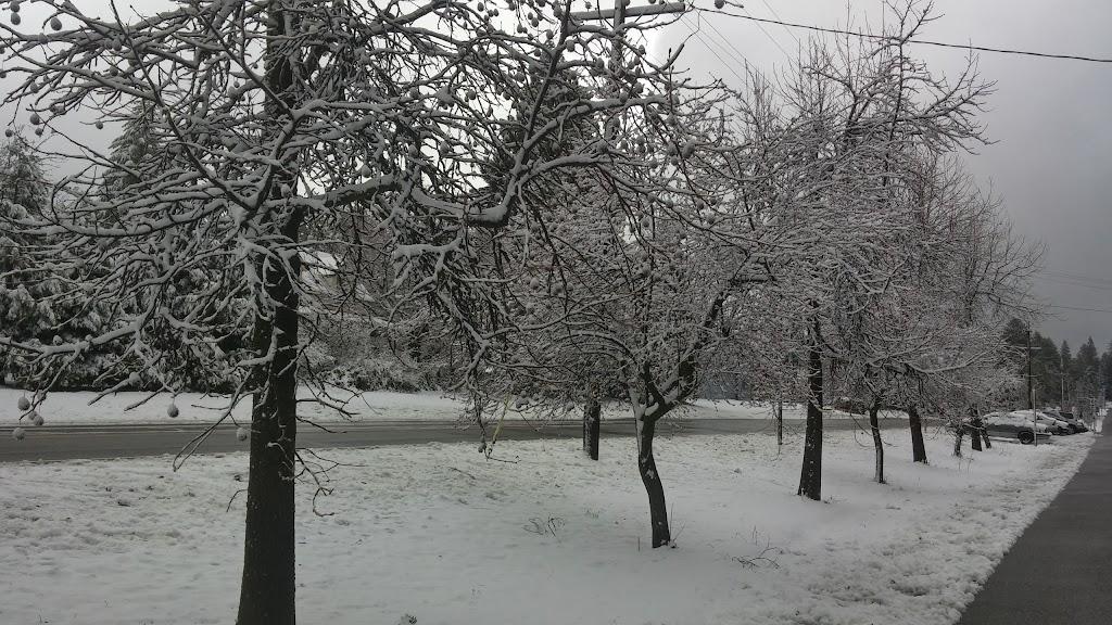 Megas Café | cafe | 24482 Main St, Foresthill, CA 95631, USA | 5303676686 OR +1 530-367-6686