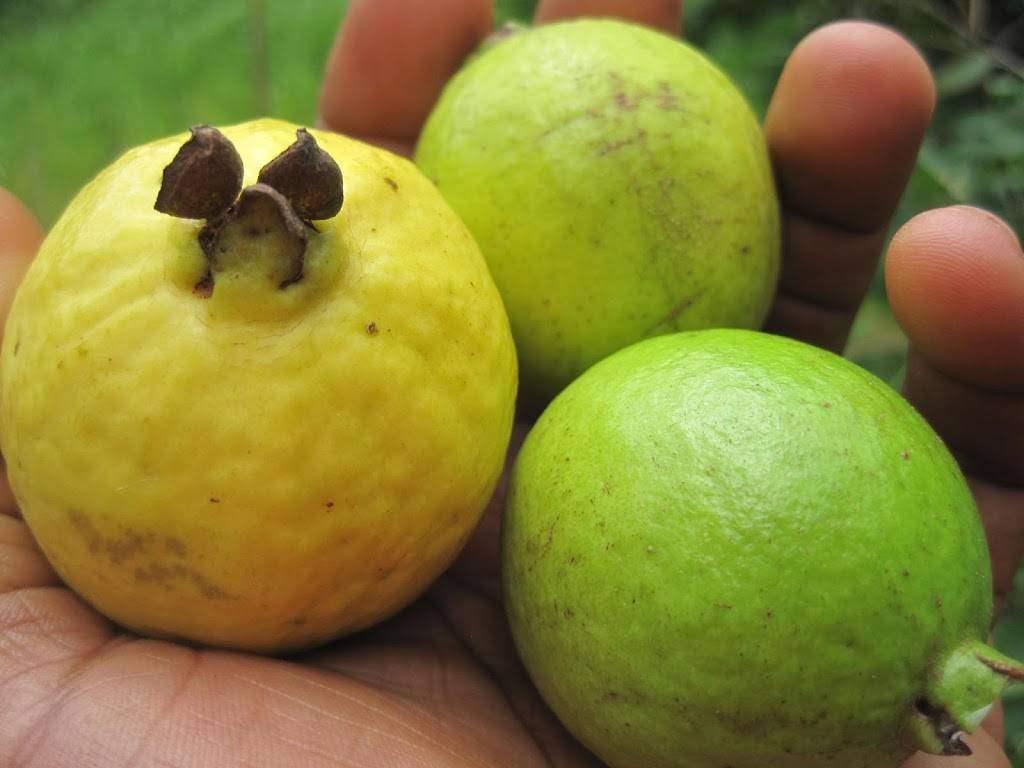 JoJo Fritay | restaurant | 1200 Ernest W Barrett Pkwy NW suite 140, Kennesaw, GA 30144, USA | 6785402341 OR +1 678-540-2341