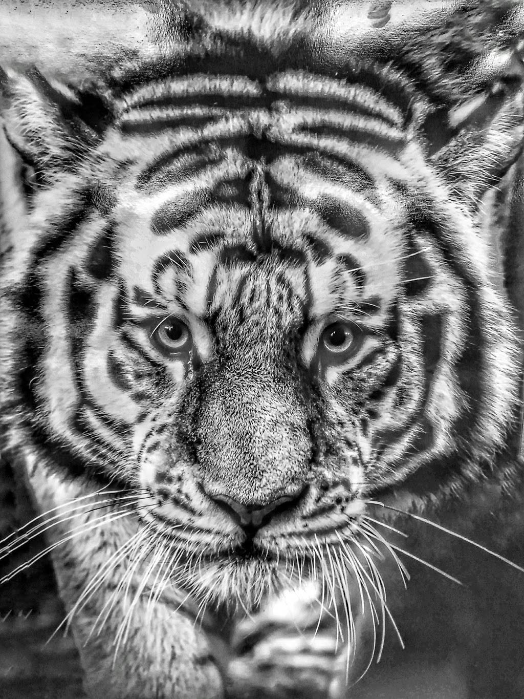 Pleasant Hill Shopping Center | shopping mall | 560 Contra Costa Blvd, Pleasant Hill, CA 94523, USA | 9252791800 OR +1 925-279-1800