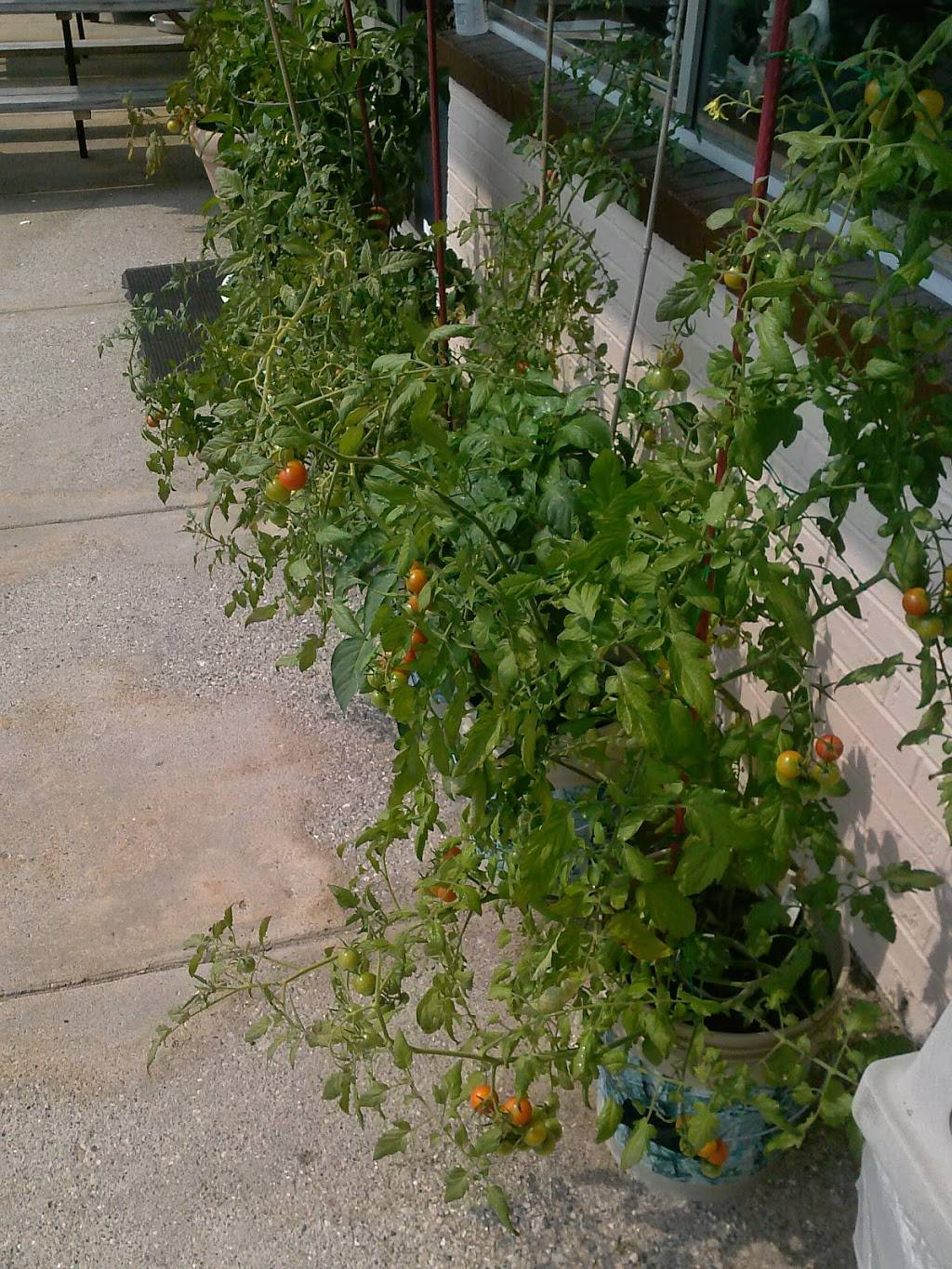 Great Lakes Sandwich Co & Cafe (deli, BBQ, Winery, Wine Bar, fi | restaurant | 5332 Corunna Rd, Flint, MI 48532, USA | 8107328490 OR +1 810-732-8490