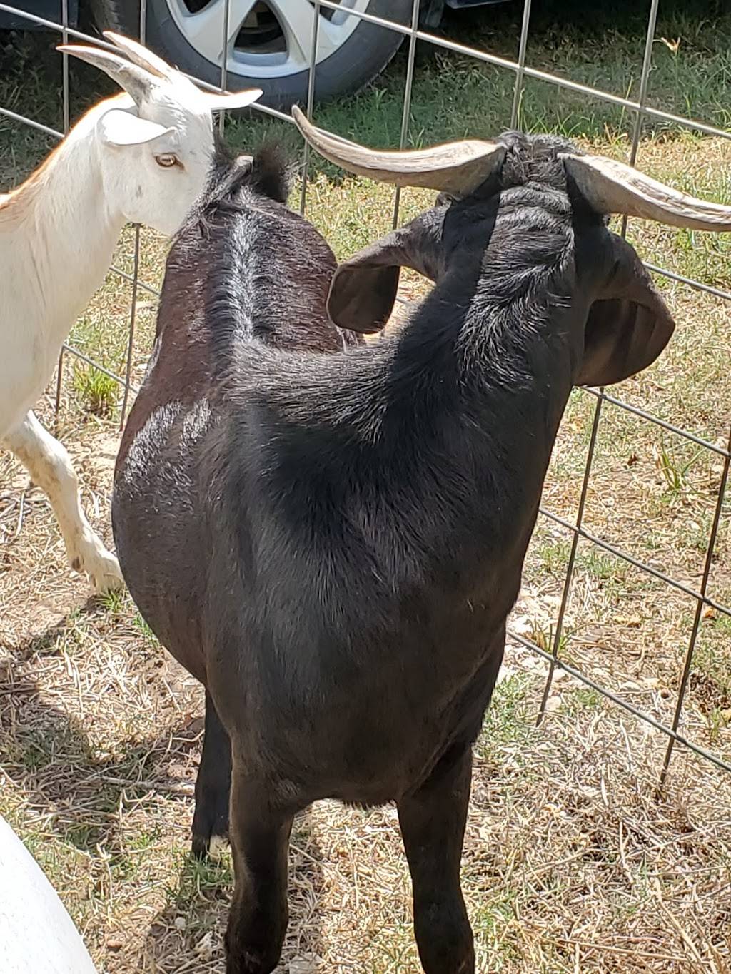 Saadis Farm | restaurant | 26261 Sharp Rd, Katy, TX 77493, USA | 9148615025 OR +1 914-861-5025