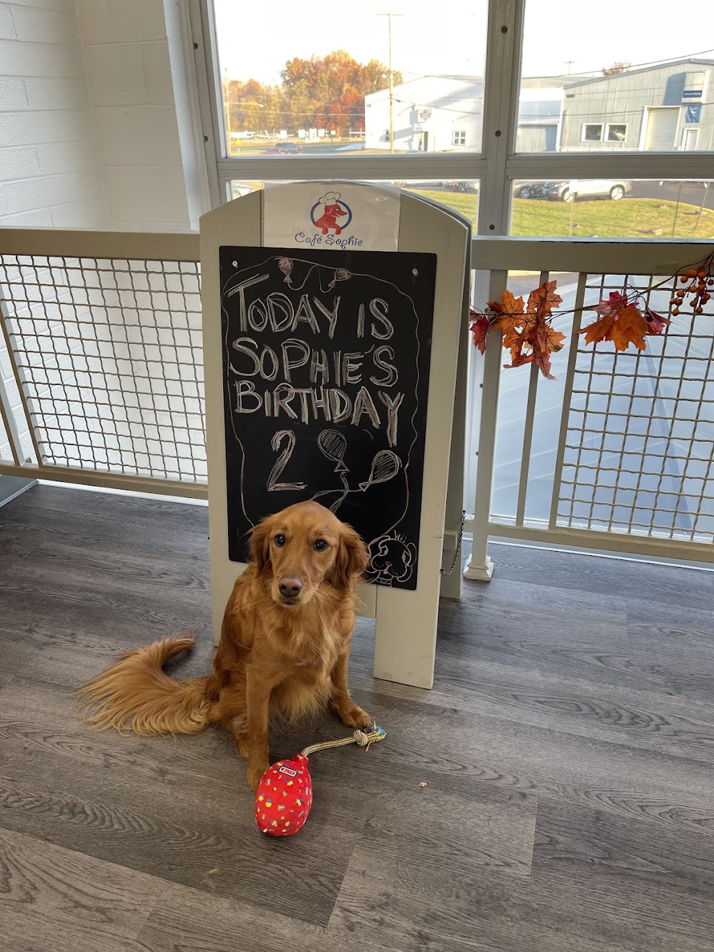 Cafe Sophie | restaurant | Montgomery County Airpark, 7940 Airpark Rd, Gaithersburg, MD 20879, USA | 2402614189 OR +1 240-261-4189