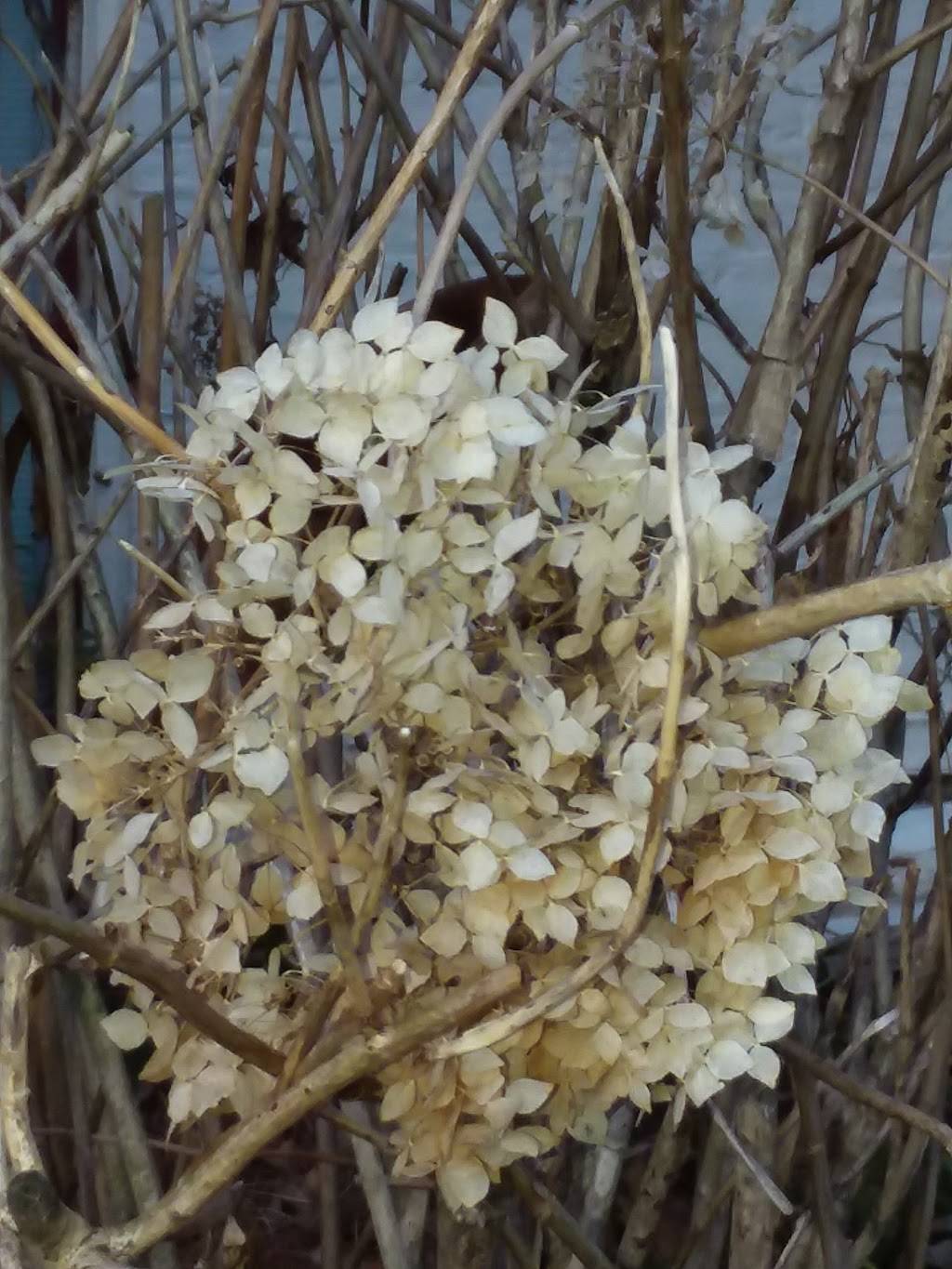 Capital Restaurant Concepts | restaurant | 1305 Wisconsin Ave NW # A, Washington, DC 20007, USA | 2023396800 OR +1 202-339-6800