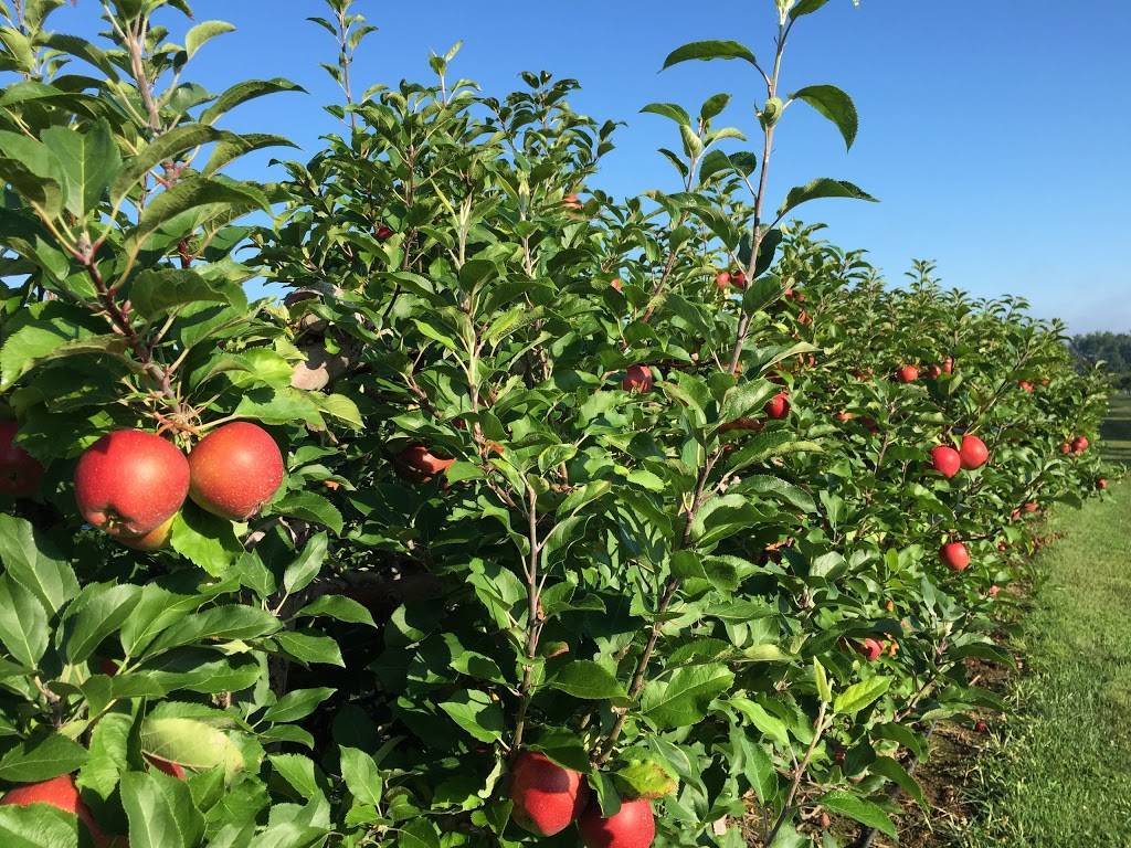 Dawsons Orchards, Inc. | restaurant | 122 Petersburg Rd, Enon Valley, PA 16120, USA | 7246677719 OR +1 724-667-7719