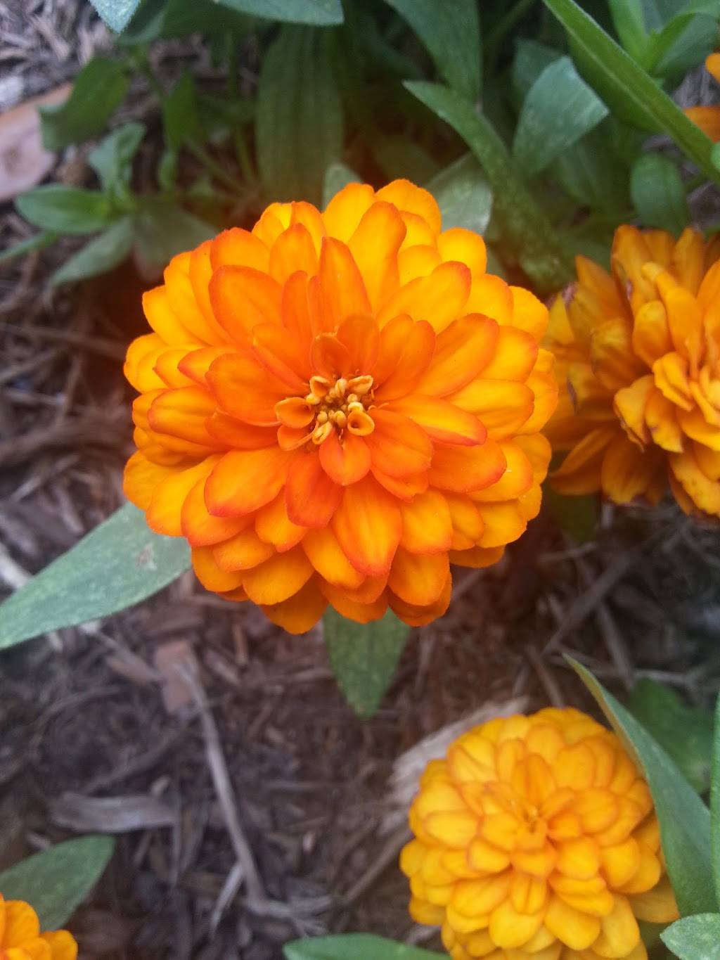 T w Boons | restaurant | 405 Main St, Greenwood, SC 29646, USA | 8642273338 OR +1 864-227-3338