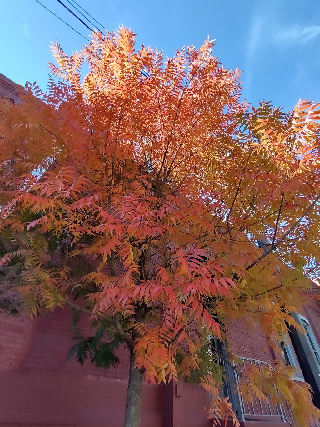 Black Cat Cafe | restaurant | 117 E Main St, El Dorado, AR 71730, USA | 8708629500 OR +1 870-862-9500