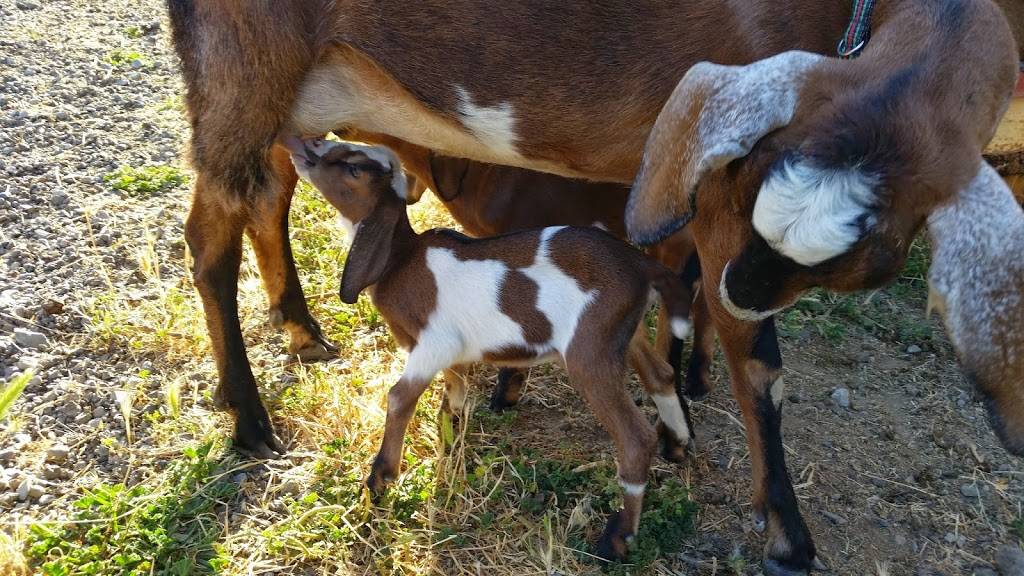 Lockewood Acres | restaurant | 7781 Locke Rd, Vacaville, CA 95688, USA | 7076240831 OR +1 707-624-0831