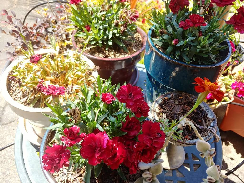 Farmhouse Kitchen Thai Express | restaurant | 16695 E 14th St, San Leandro, CA 94578, USA | 5102447810 OR +1 510-244-7810