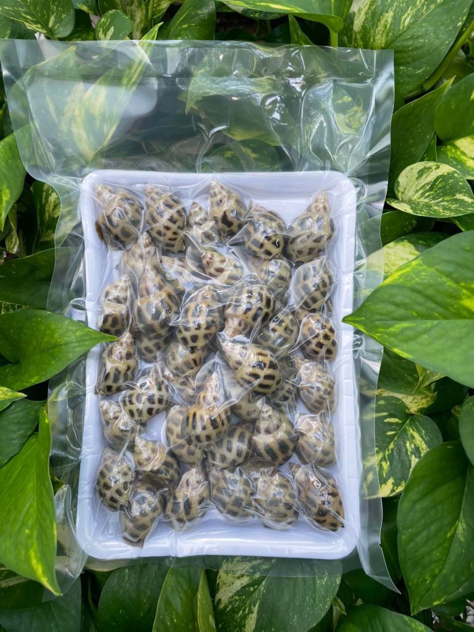 Mực 1 Nắng Henry | restaurant | 11209 Bellaire Blvd c29b, Houston, TX 77072, USA | 8329383391 OR +1 832-938-3391