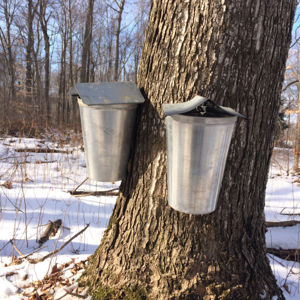 Primal Woods | restaurant | 60734 46th Ave, Hartford, MI 49057, USA | 2692220101 OR +1 269-222-0101