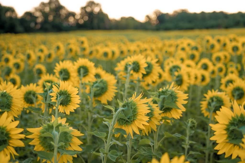 Lincoln Hill Farms |  | 3792 NY-247, Canandaigua, NY 14424, USA | 5855638846 OR +1 585-563-8846