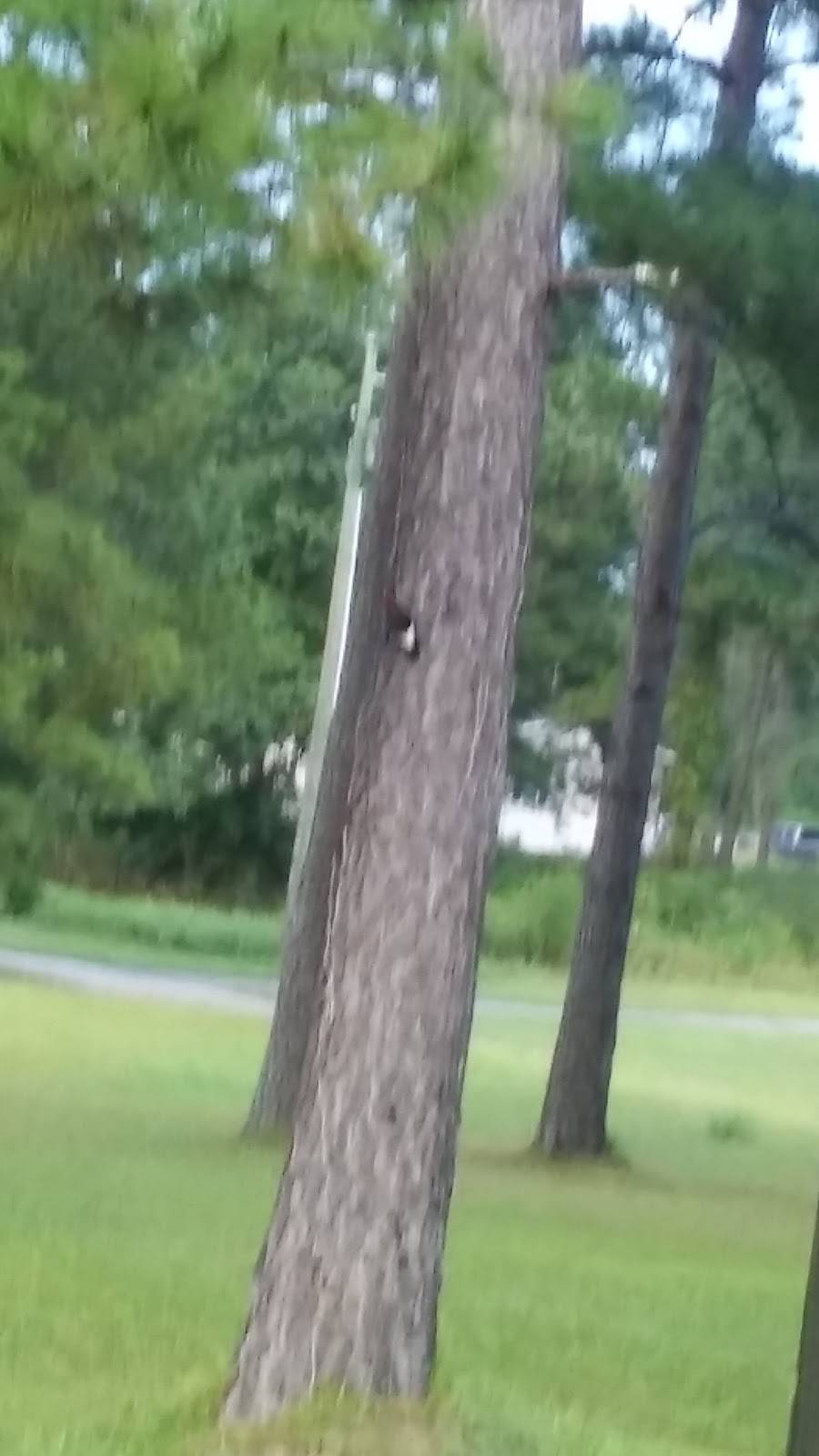 Aynor Foods & Spirits | restaurant | 1676 US-501, Galivants Ferry, SC 29544, USA | 8433581000 OR +1 843-358-1000