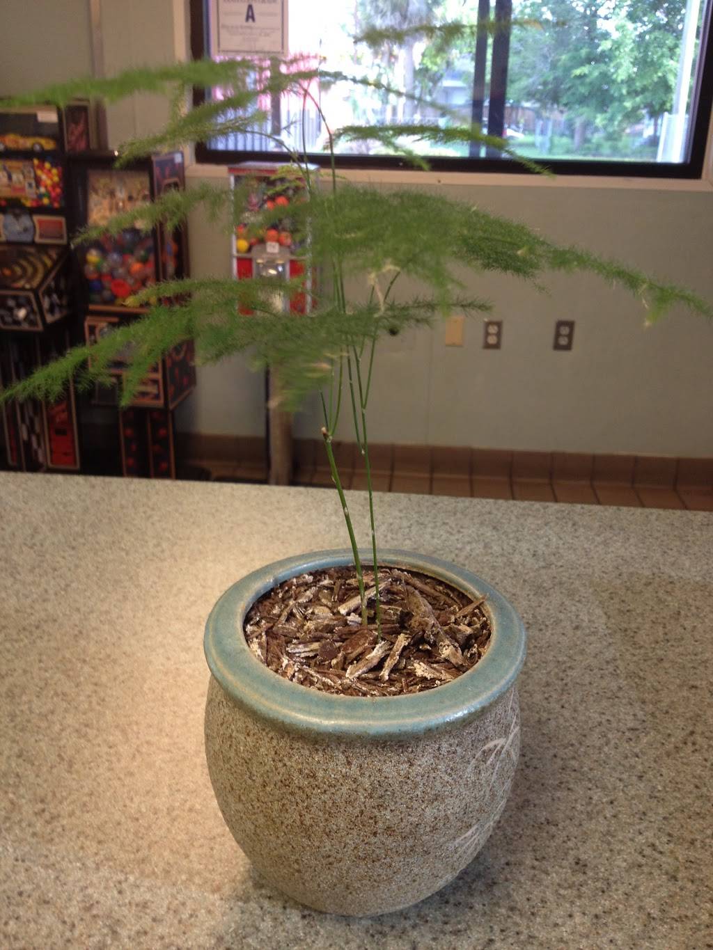 Asian Kitchen | restaurant | 279 Oakwood St, Folkston, GA 31537, USA | 9124967888 OR +1 912-496-7888