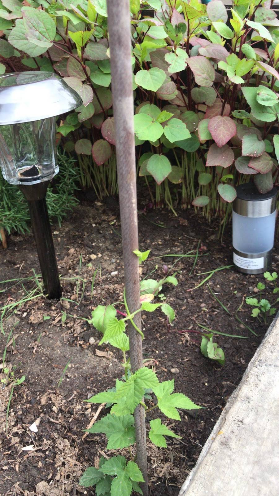 Casa Vargas | restaurant | Eucalipto 48, Zona Centro, 22710 Rosarito, B.C., Mexico | 016611071602 OR +52 661 107 1602