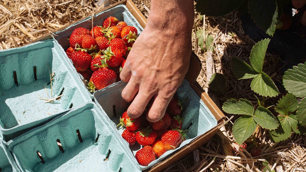 Wilsons Orchard & Farm | bakery | 4823 Dingleberry Rd NE #1, Iowa City, IA 52240, USA | 3193545651 OR +1 319-354-5651