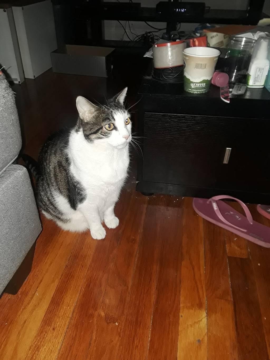 China Wok | restaurant | 3839 E Tremont Ave, Bronx, NY 10465, USA | 7188288053 OR +1 718-828-8053