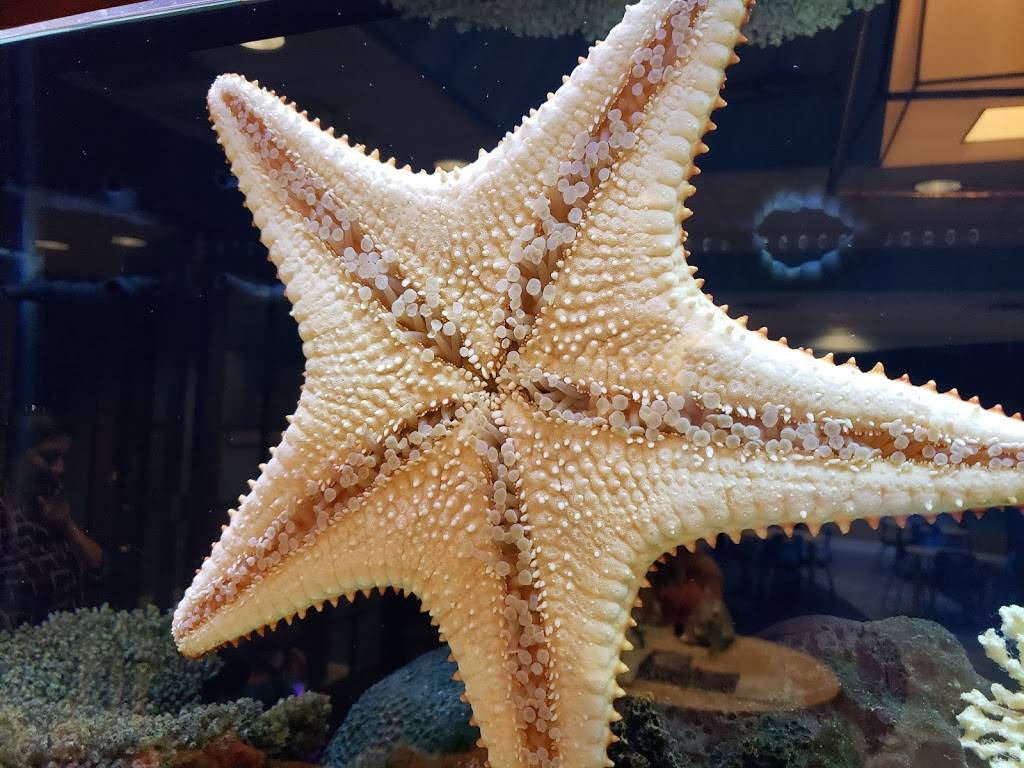 The Italian Restaurant | restaurant | 1 S County Rd, Palm Beach, FL 33480, USA | 8554354847 OR +1 855-435-4847