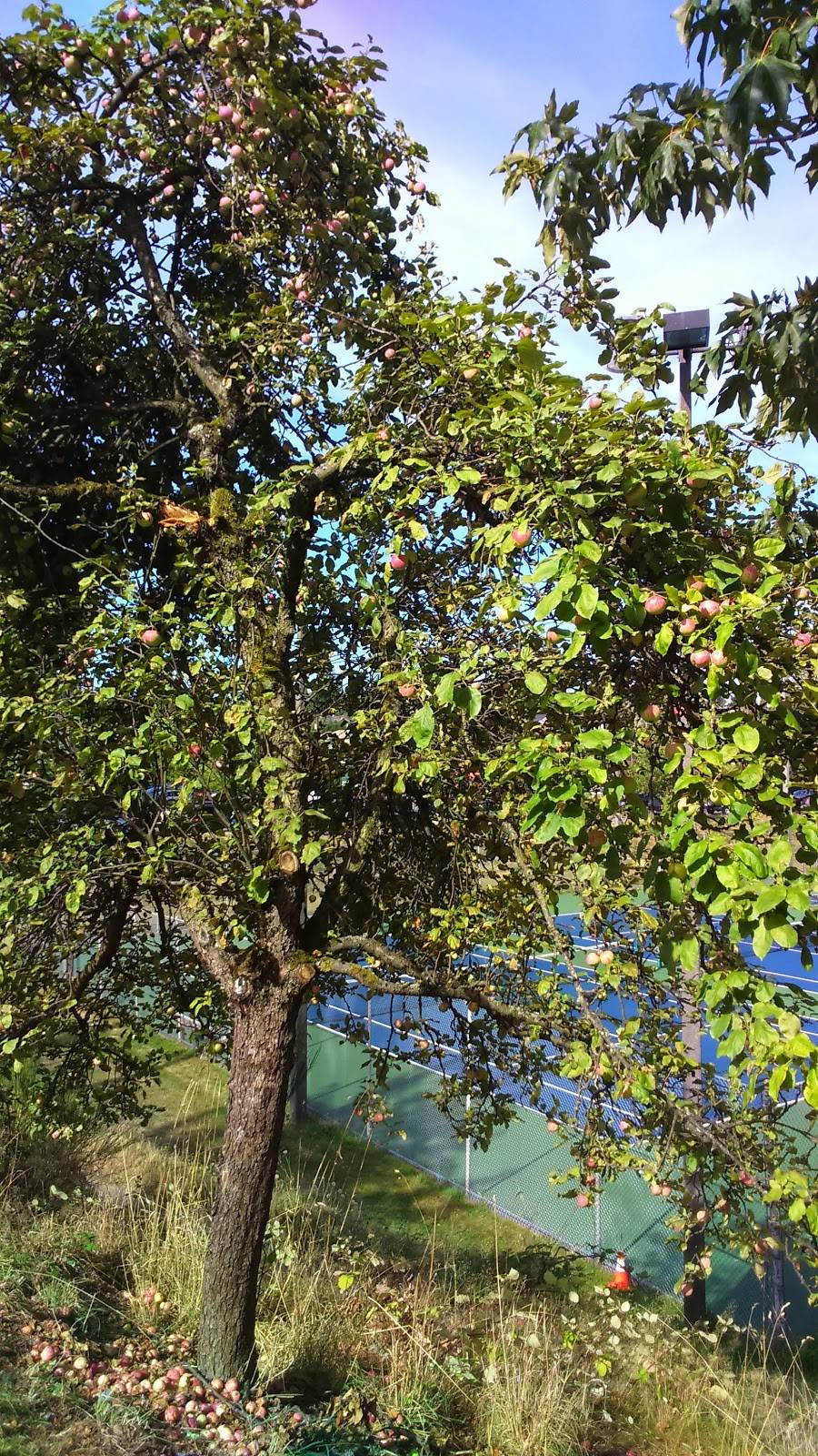 Ezells Famous Chicken | restaurant | 4436 Rainier Ave S, Seattle, WA 98118, USA | 2066863772 OR +1 206-686-3772