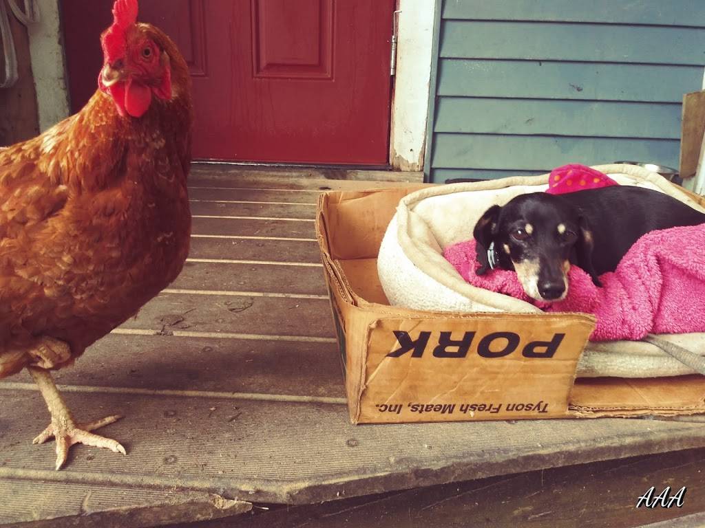 The Happy Clam | restaurant | 13 River Rd, St George, ME 04860, USA | 2073728999 OR +1 207-372-8999