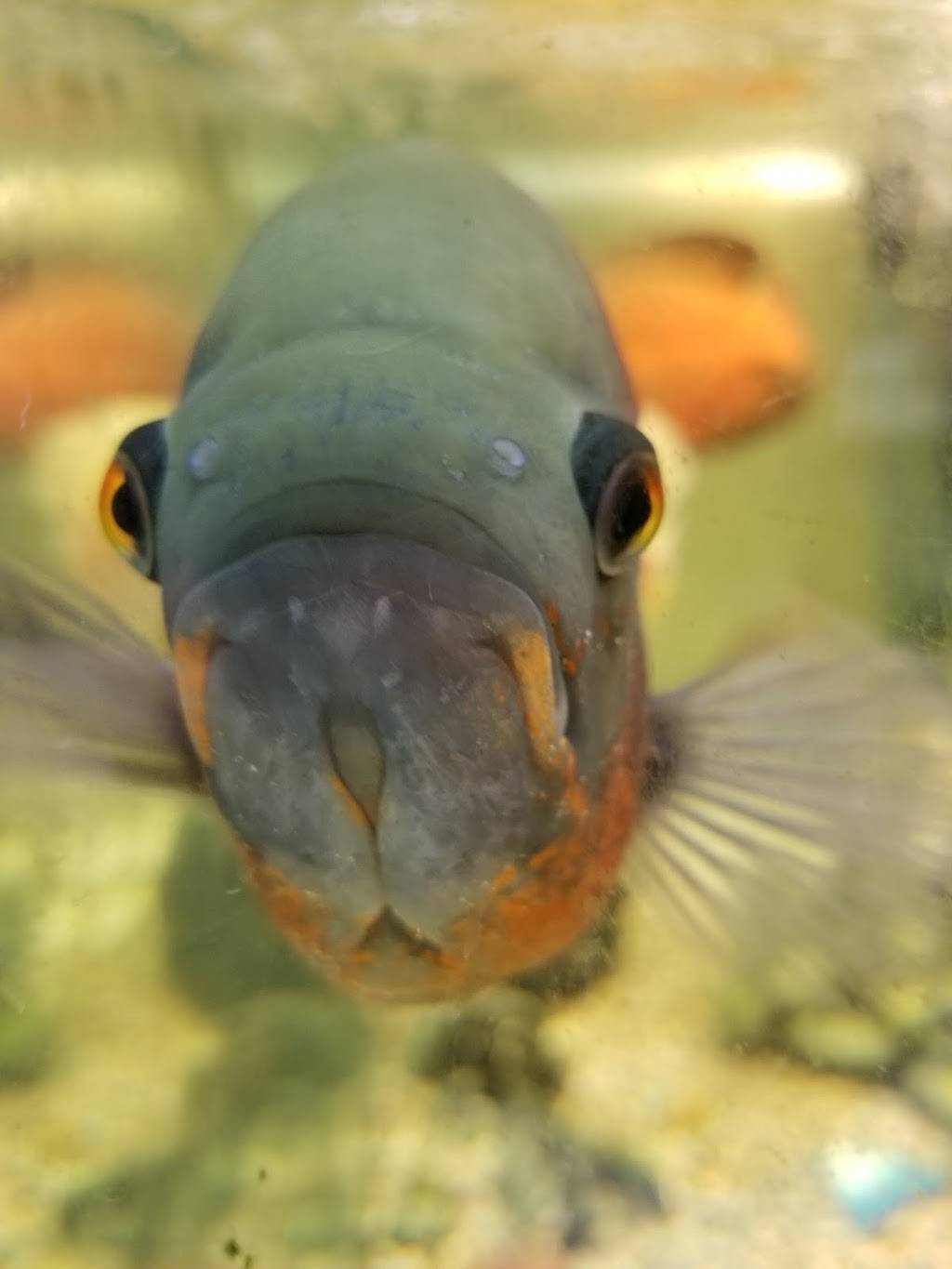 Wokee Express | restaurant | 745 N Gilbert Rd, Gilbert, AZ 85234, USA | 4805033838 OR +1 480-503-3838